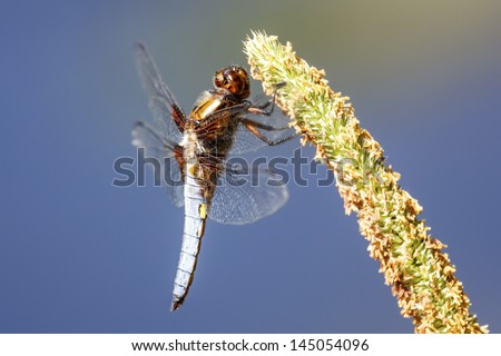 Dragonfly at rest - Libellula depressa