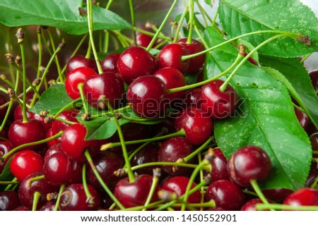 red morello cherries lying in a bowl together with green leaves after been harvested Royalty-Free Stock Photo #1450552901