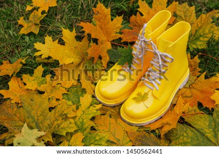 Yellow rubber boots and yellow maple leaves on a wet grass. Autumn season concept. Maple leaf on the rubber shoe.