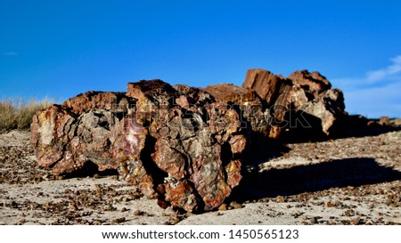 Petrified Wood in Petrified Forest National Park, Arizona Royalty-Free Stock Photo #1450565123