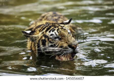Tigers are wild animals in Thailand.