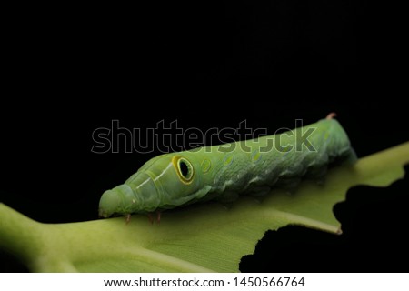 The life of green worms in nature.