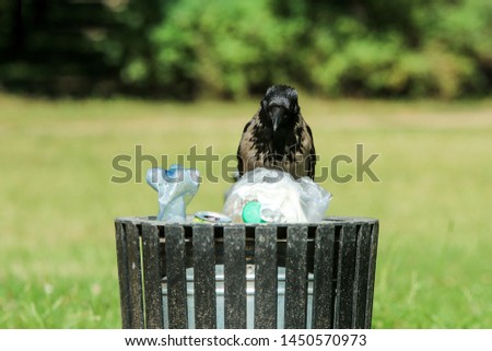 A picture of a hungry crow eating garbage from a trash bin and doing mess in the public park. 