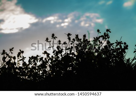 silhouette of greenery growing on the ground at sunset