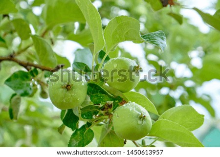 young green apples on a branch after a rain. Apple fruits
Выделите текст, чтобы посмотреть примеры
