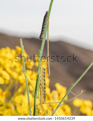 Sphinx moth caterpillar Anza Borrego desert