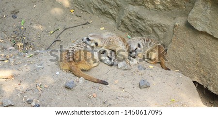 A herd of meerkats sleeping on the sand.