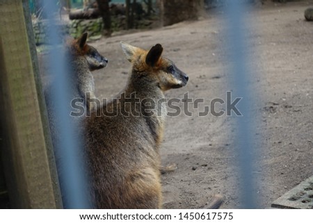look at kangaroos through the bars
