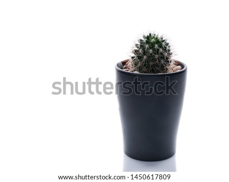 Cactus in a pot isolated object on a white background. Copy space