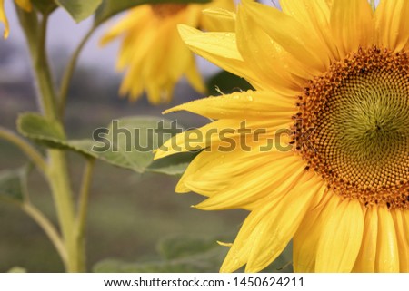 Sunflower natural background. Sunflower blooming. Close-up of sunflower. against the background of a washed-out background,