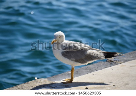 Seagull standing by the sea side