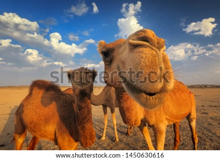 Three camels with a nice smile
