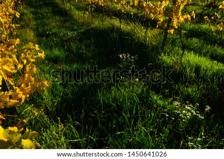 yellow grape leaves on young vine plants, october