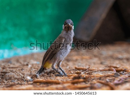 The bulbuls are a family, Pycnonotidae, of medium-sized passerine songbirds.Bulbul is distributed across most of Africa and into the MiddleEast, tropical Asia to Indonesia, and north as far as Japan
