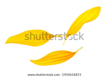 Sunflower petals isolated on white background Royalty-Free Stock Photo #1450656815