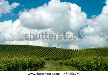 Growing vines under blue skies. Landscape with vineyard and beautiful sky with white clouds. Sunny summer day