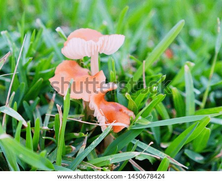 Close-up of fresh mushroom and green grass