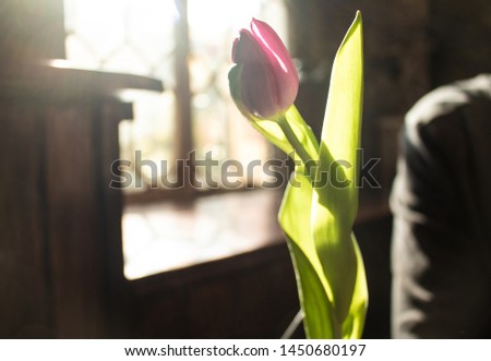 beautiful tulip near window sill Royalty-Free Stock Photo #1450680197