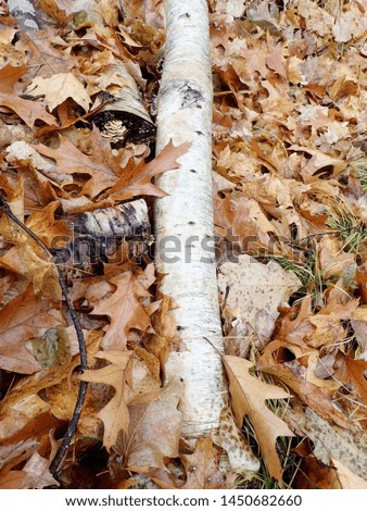White birch log on ground       