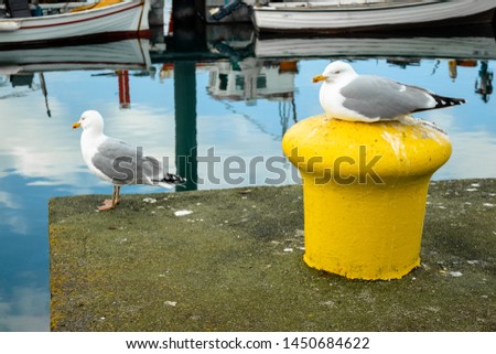 two seagulls sitting near a harbour Royalty-Free Stock Photo #1450684622