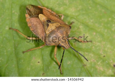 A little bedbug sits on a green leaf.