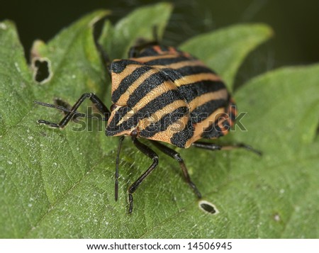 Bedbug on a leaf. Insecta / Hemiptera / Pentatomidae /Graphosoma italicum