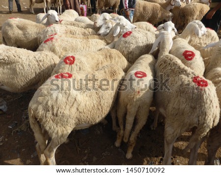 Sheep flock in the market