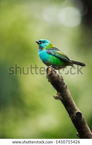 birdwatching Saíra sete cores, Tangara seledonbeauty bird of the Atlantic Forest South America South East Brazil 