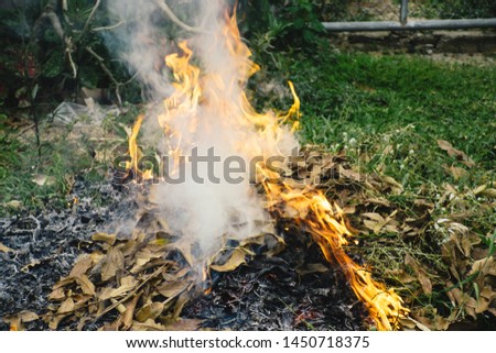 Blazing bonfire and Smoke from during Burning of garden dried leaves waste