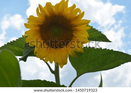 Sunflower is a very beautiful plant with yellow flowers.