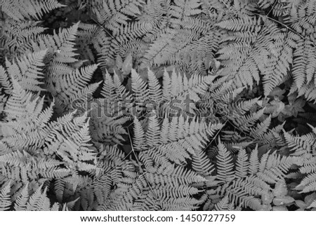 Large green bush fern in the forest. Background from the leaves of plants in black and white