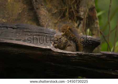 Squirrel, Esquilo serelepe of the Atlantic Forest South America South East Brazil 
