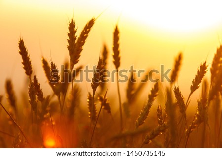 Golden ears of wheat on the field. Sunset light