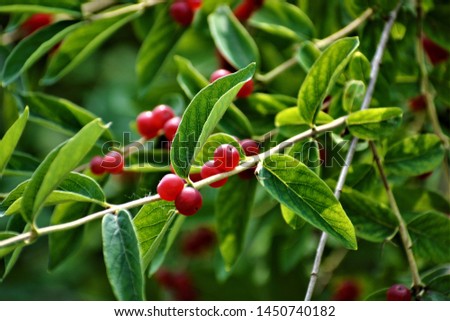  Ilex verticillata, commonly called winterberry, is a deciduous holly that is native to eastern North America where it typically occurs in swamps, damp thickets, low woods and along ponds and streams. Royalty-Free Stock Photo #1450740182