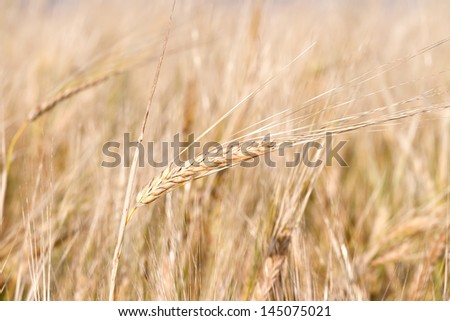 Yellow grain ready for harvest