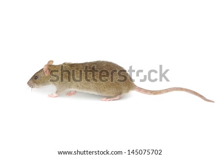 rat isolated on a white
