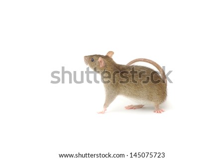 rat isolated on a white