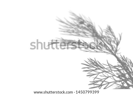 The shadow of the field grass on the white wall. Black and white image for photo overlay or mockup
