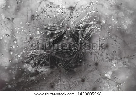 Abstract macro photo of a dandelion with water droplets very close