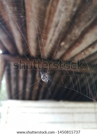 Spider net spidermans netred spider web