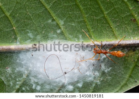 female weaver ant mimic spider keeping its nest on green leaf