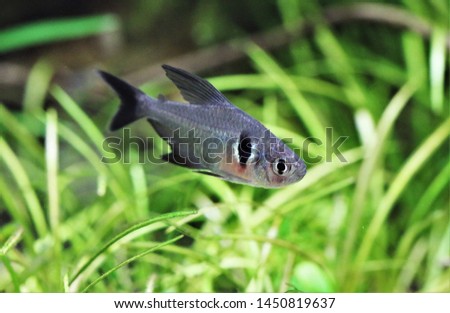 Black Phantom Tetra (Megalamphodus megalopterus) in aquatic plants tank. It is one of freshwater ornamental fish that popular in aquarium.