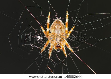 A spider hanging in its web net