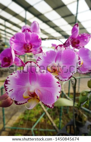Calm and relaxing pictures.   Orchids with wonderful colour. 