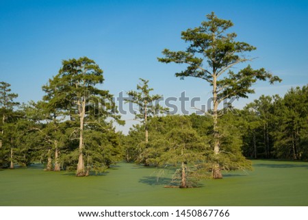 Cypress Trees of Various Age in an Algae Filled Swamp with Murky Water and Clear Blue Skies
