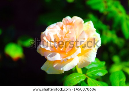 The Beauty of a Rose