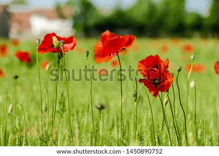 poppies in a field, beautiful photo digital picture