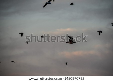 birds in flight, beautiful photo digital picture