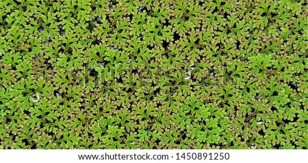 Top view picture of water droplets on mosquito fern (water velvet) after rainy. Azolla pinnata is an aquatic plant in Family Salviniaceae.
