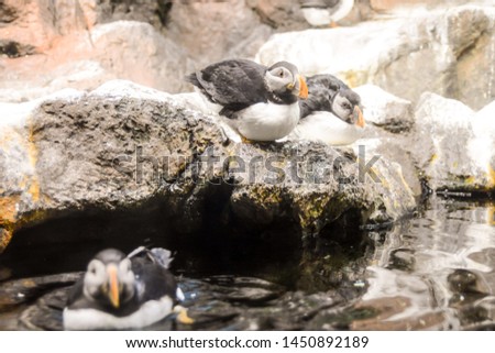 Picture of Wild Penguin Animal Bird Playing